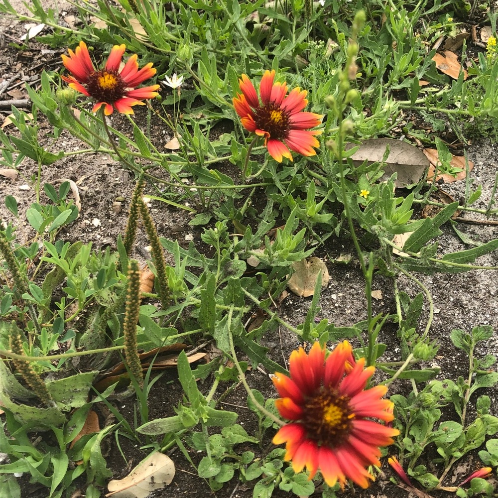 Meet your Posher, Irene